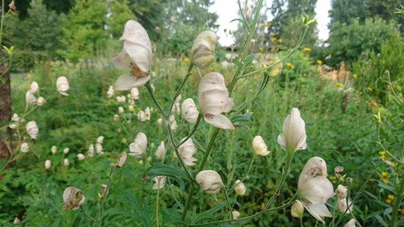 Aconitum napellus' Rubellum' Monkshood